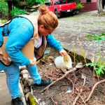 Colima, CDMX, Tlaxcala y Zacatecas, únicas entidades sin casos de dengue